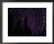 Star Streaks Above Silhouetted Trees by Michael Nichols Limited Edition Print