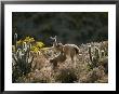 Guanacos At An Altitude Of Ten Thousand Feet In The Andes Mountains by Joel Sartore Limited Edition Print