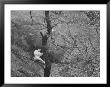 Girl Reading In Central Park As Seen From The Photographer's Window by Leonard Mccombe Limited Edition Print