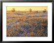 Leash Fen In Winter With Frosted Grass, Uk by Mark Hamblin Limited Edition Print