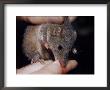 Dusky Antechinus Biting The Finger Of A Researcher, Yellingbo Nature Reserve, Australia by Jason Edwards Limited Edition Print