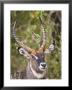 Male Water Buck, Maasai Mara, Kenya by Joe Restuccia Iii Limited Edition Print