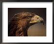 Golden Eagle, Highland Region, Scotland, United Kingdom by Roy Rainford Limited Edition Print