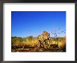 Cheetah, Snarling At Camera, South Africa by David Tipling Limited Edition Pricing Art Print