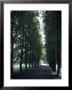 A Tree Lined Path On The University Grounds, Cambridge, England by Taylor S. Kennedy Limited Edition Print