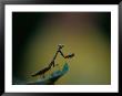 A Praying Mantis by Joel Sartore Limited Edition Print