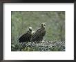 A Pair Of Cinereous Vultures In Their Nest by Klaus Nigge Limited Edition Print
