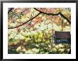 Backyard Bird Feeder, Birdhouse And Spring Flowers by Gayle Harper Limited Edition Print