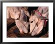 Two Oxen Drinking From Water Bowl, Bagan, Mandalay, Myanmar (Burma) by Anders Blomqvist Limited Edition Print