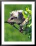 Opossum In Dogwood Tree by David Davis Limited Edition Print