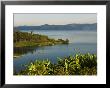 Cultivation On The Shores Of Lake Kivu, Rwanda by Ariadne Van Zandbergen Limited Edition Print