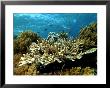 Branching Corals, Komodo, Indonesia by Mark Webster Limited Edition Print