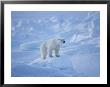A Polar Bear In A Landscape Of Rough Ice by Paul Nicklen Limited Edition Print