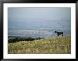 A Wild Horse Stands On A Hill Overlooking A Huge Western Landscape by Chris Johns Limited Edition Pricing Art Print