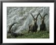 European Ibex Herd by Norbert Rosing Limited Edition Print