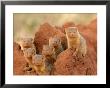 Portrait Of Seven Dwarf Mongooses On A Termite Mound (Helogale Parvula) by Roy Toft Limited Edition Print