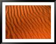 Wind Patterns On The Simpson Desert Sand Dunes, Simpson Desert, Australia by John Hay Limited Edition Print