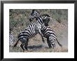 Fighting Burchell's Zebra, Serengeti, Tanzania by Dee Ann Pederson Limited Edition Print