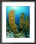 Tube Sponges, Belize, Central America by Mark Webster Limited Edition Pricing Art Print