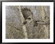 Great Grey Owl, Hunting, Canada by Robert Servranckx Limited Edition Print