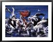 Common Pelicans (Pelecanidae) On Water, Australia by David Curl Limited Edition Print