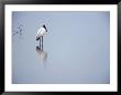 A Lone Wood Stork, Stalking In The Shallows, Playa Esterillos, Puntarenas, Costa Rica by Mark Newman Limited Edition Print