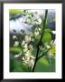 Prunus Padus (Bird Cherry), Almond-Scented White Flowers, Late Spring by Mark Bolton Limited Edition Print