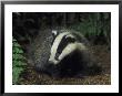 Badger, Close-Up Of Cub In Pine Woodland, Uk by Mark Hamblin Limited Edition Print