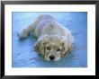 Cocker Spaniel, Puppy Resting by Alan And Sandy Carey Limited Edition Pricing Art Print
