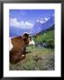 Cows At Alpiglen, Grindelwald, Bernese Oberland, Swiss Alps, Switzerland, Europe by Hans Peter Merten Limited Edition Pricing Art Print
