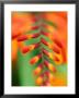 Crocosmia Venus Close-Up Of Red/Orange Flower by Lynn Keddie Limited Edition Print