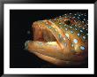 Coral Grouper, Red Sea, Egypt by Jeff Rotman Limited Edition Print