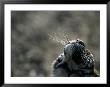 Tiger Nose And Whiskers, Qinhuangdao Zoo, Hebei Province, China by Raymond Gehman Limited Edition Print