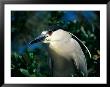 An Adult Black-Crowned Night Heron by Scott Sroka Limited Edition Print