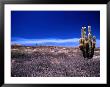 Cardon Cactus Puna, San Juan, Argentina by John Hay Limited Edition Pricing Art Print