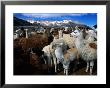 Llamas In A Corral In Umapallaca, Arequipa, Peru by Grant Dixon Limited Edition Print