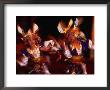 Kelinci (Rabbit Dance) Performed For Tourists, Peliatan, Indonesia by Adams Gregory Limited Edition Print