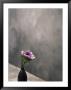 Pink Anemone In Vase by David Wasserman Limited Edition Pricing Art Print