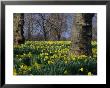 Daffodils Flowering In Spring In Hyde Park, London by Mark Mawson Limited Edition Print