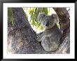 Koala (Phascolartos Cinereus), Magnetic Island, Queensland, Australia by Thorsten Milse Limited Edition Print
