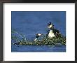 Great Crested Grebe, Podiceps Cristatus Female Offering Fish To Young Chick, Derbyshire, Uk by Mark Hamblin Limited Edition Print