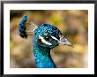Closeup Portrait Of A Peacock by Tim Laman Limited Edition Pricing Art Print