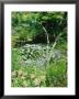 Pond With Nuphar (Water Lilies), Astilbe (False Goatsbeard) And Caltha (Kingcup) by Mark Bolton Limited Edition Print