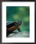 North American Painted Turtle (C Picta) by Craig Witkowski Limited Edition Print