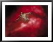 Bat With Wings Spread In Flight And Mouth Open by Ernie Friedlander Limited Edition Print