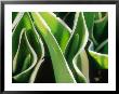 Tulipa New Design (Triumph Group) (Variegated Leaf) March by Sunniva Harte Limited Edition Print