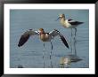American Avocets by Bates Littlehales Limited Edition Pricing Art Print