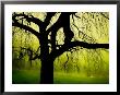 Green And Golden Landscape Behind Tree by Jan Lakey Limited Edition Print