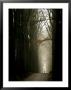 Foggy Path With Trees by Guillaume Carels Limited Edition Print