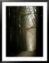 Foggy Path With Trees by Guillaume Carels Limited Edition Pricing Art Print